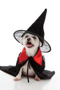 Halloween Wizard Dog Cape & Hat